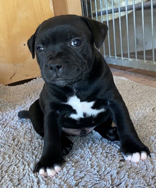 Strictly Staffies - Chiot disponible  - Staffordshire Bull Terrier