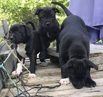 chiot Staffordshire Bull Terrier Strictly Staffies