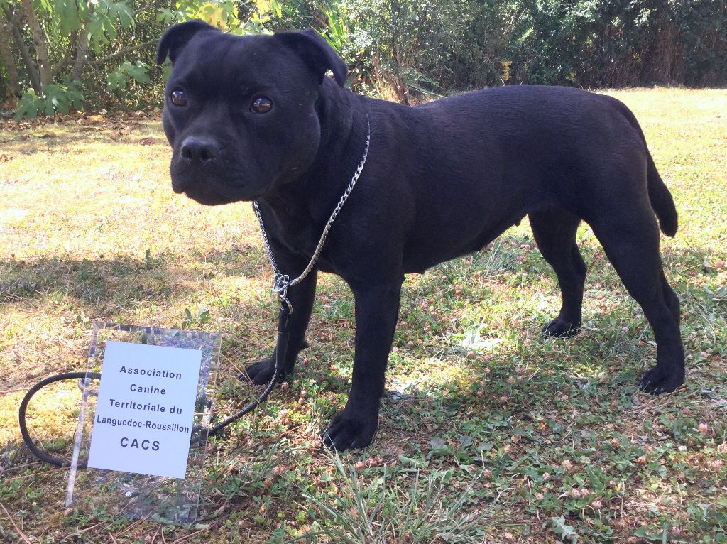 Strictly Staffies Lollipop
