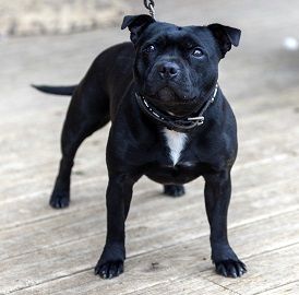 Strictly Staffies Original gangsta