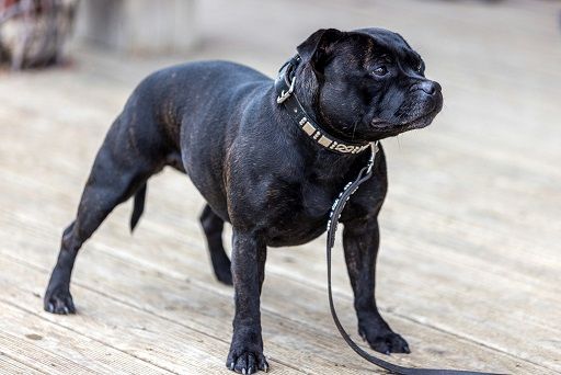 Strictly Staffies Orca