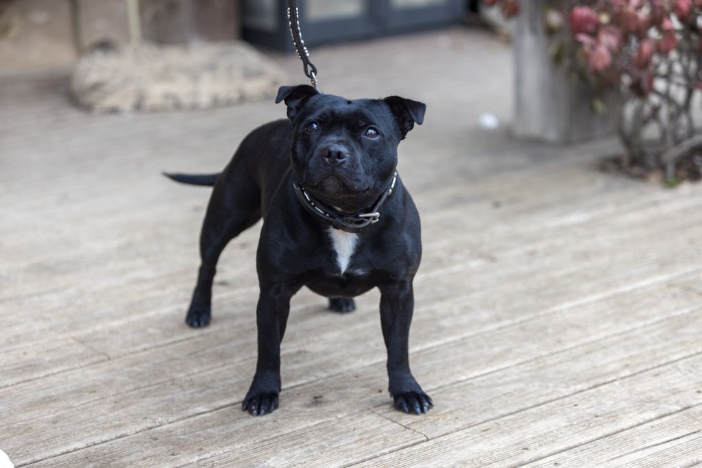 Strictly Staffies Original Gangsta
