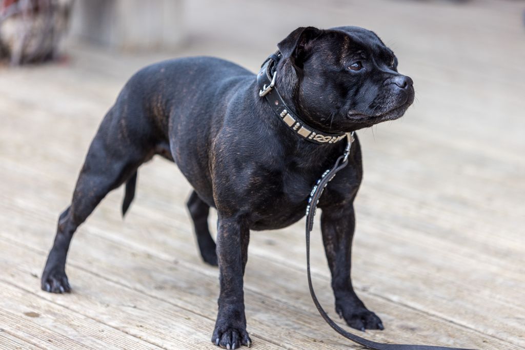 Strictly Staffies Orca
