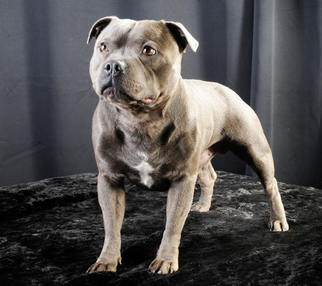 Handsome Blue des Domaine du Alunts