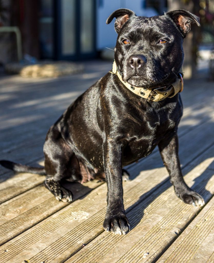 Stricty Staffies Peneloppe Pitstop