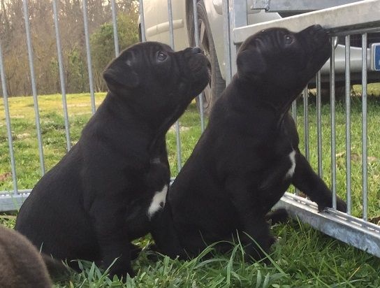 Strictly Staffies - Staffordshire Bull Terrier - Portée née le 30/01/2015