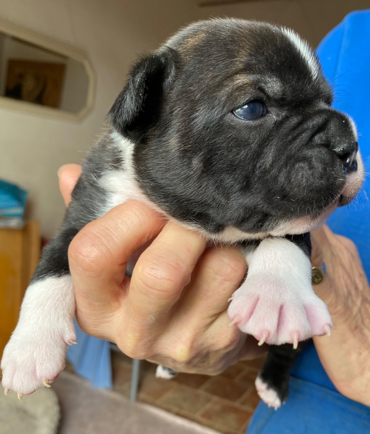 Strictly Staffies - Chiots disponibles - Staffordshire Bull Terrier