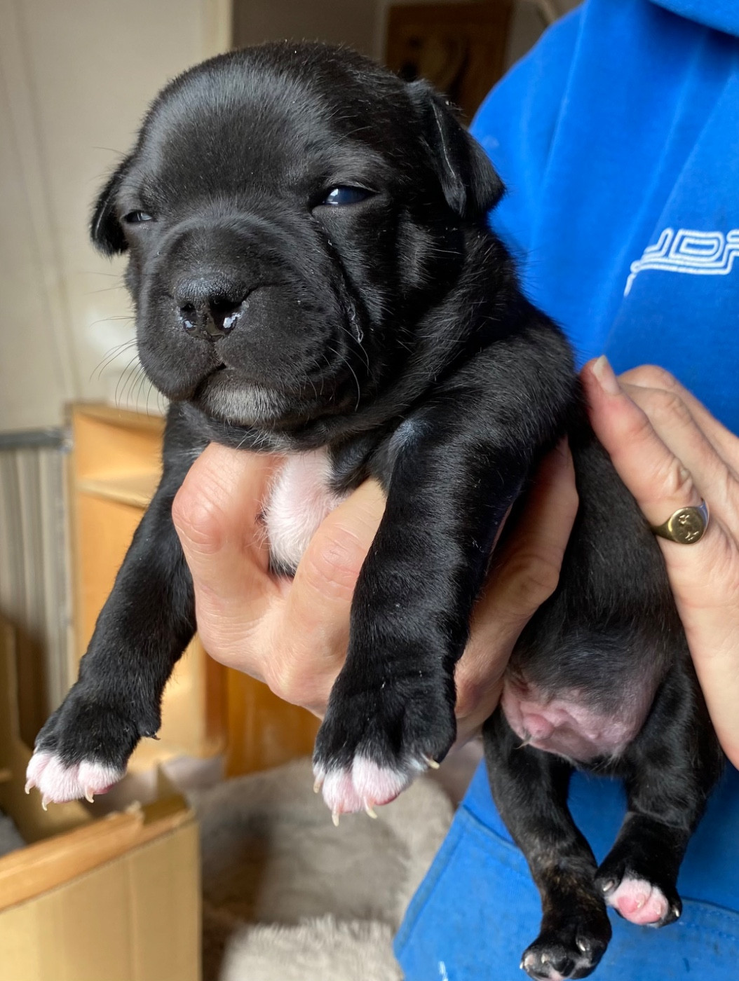 Strictly Staffies - Chiots disponibles - Staffordshire Bull Terrier