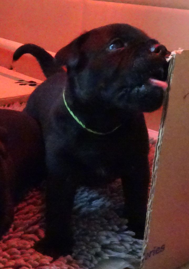 Strictly Staffies - Staffordshire Bull Terrier - Portée née le 08/11/2017