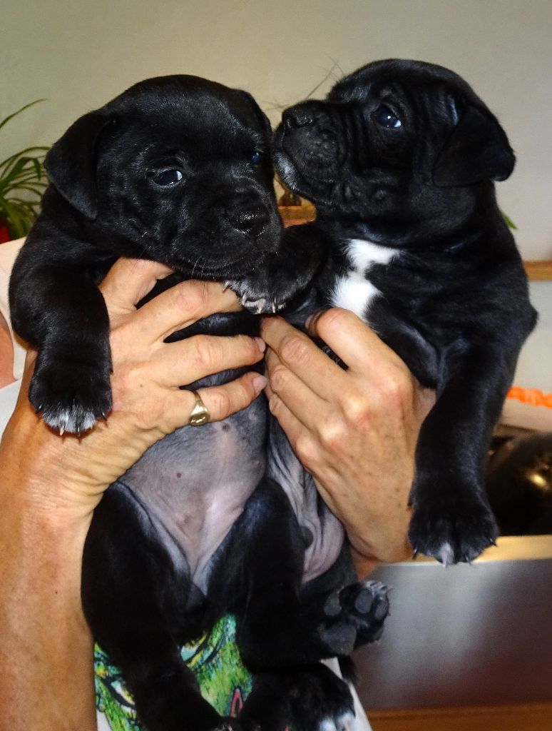 Strictly Staffies - Staffordshire Bull Terrier - Portée née le 21/05/2019