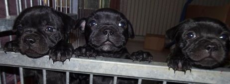 Strictly Staffies - Staffordshire Bull Terrier - Portée née le 17/11/2018