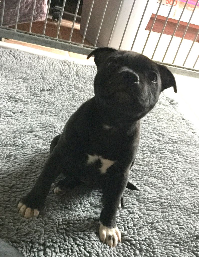 Strictly Staffies - Staffordshire Bull Terrier - Portée née le 08/11/2017