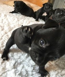 Strictly Staffies - Staffordshire Bull Terrier - Portée née le 21/09/2020