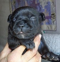 Strictly Staffies - Staffordshire Bull Terrier - Portée née le 23/03/2020